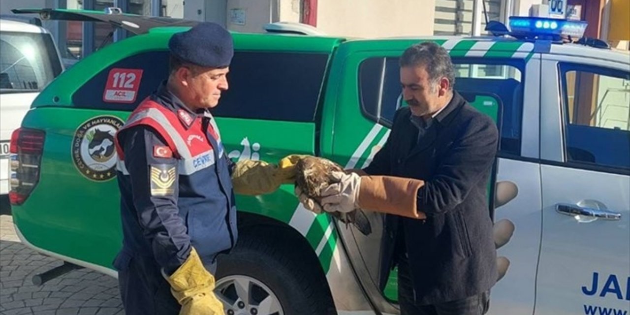 Giresun'da jandarma görevlilerinin bulduğu şahin koruma altına alındı