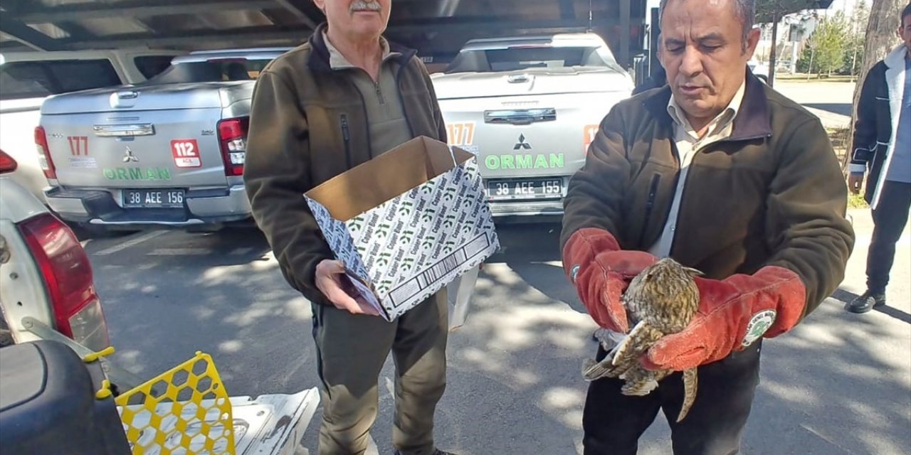 Kayseri'de yaralı bulunan kulaklı orman baykuşu tedaviye alındı