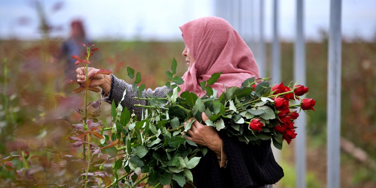 Köylü kadınlar, kurdukları gül serasını 4 yılda 4 kat büyüttü