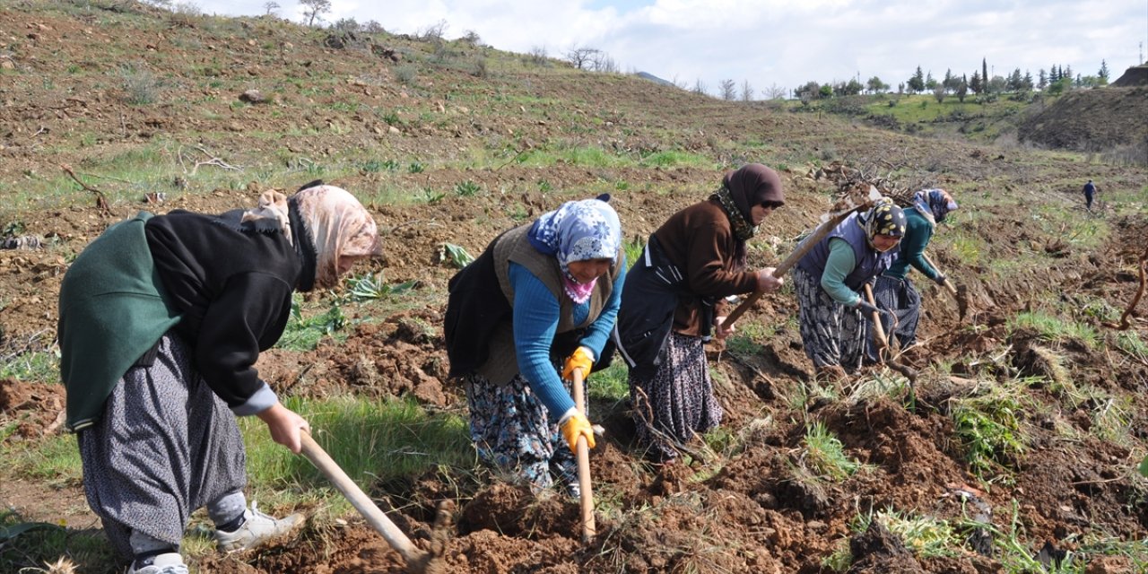 Adana ve Mersin'de Dünya Ormancılık Günü kapsamında fidan dikimi yapıldı