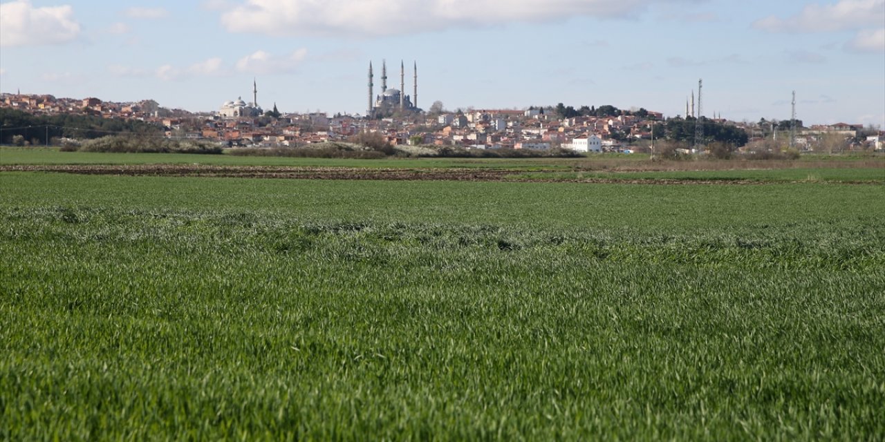 Mevsim normallerinin üstündeki sıcaklıklar Edirne'de bazı buğday tarlalarında hastalığa yol açtı