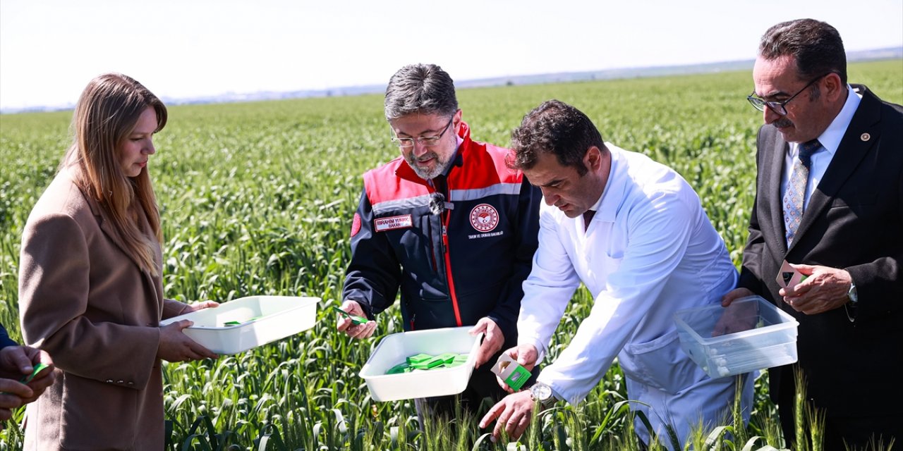 Tarım ve Orman Bakanı Yumaklı, Adana'da süneyle mücadele programına katıldı: