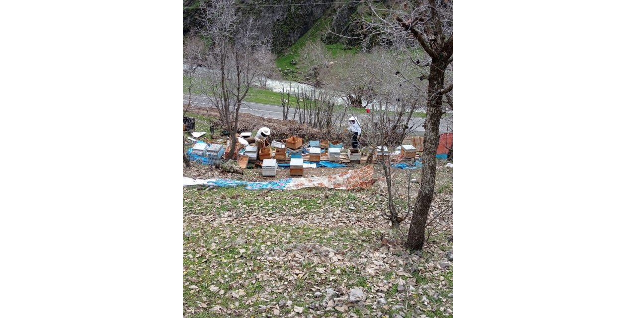 Şırnak'ta ayılar arı kovanlarına zarar verdi