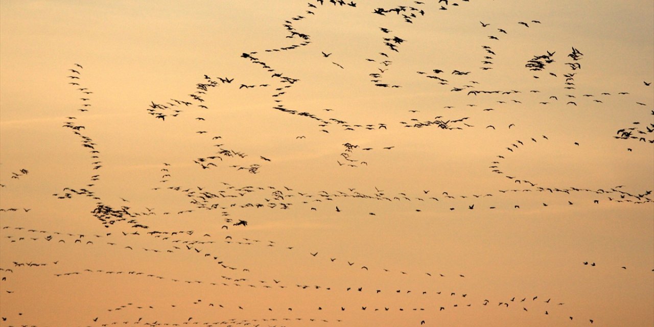 Bursa'da pelikan sürüsü görüntülendi
