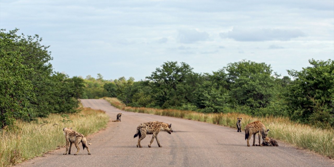 Güney Afrika'da aslanlar, artan sırtlanlar karşısında yaşam mücadelesi veriyor