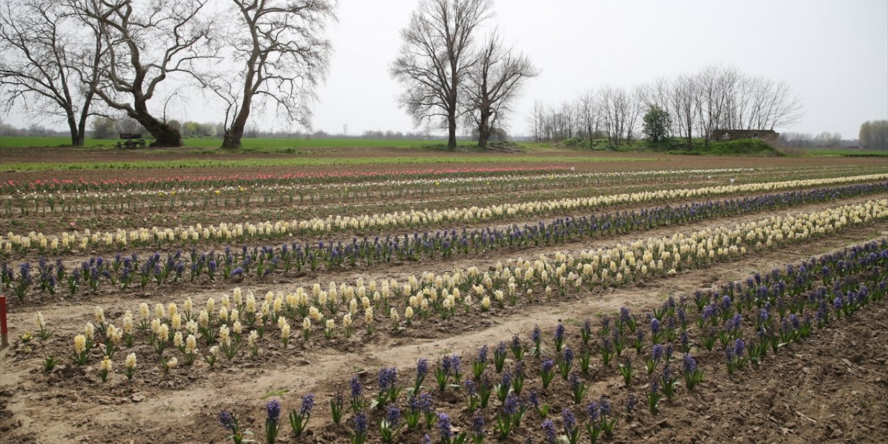 Edirne'de tarımsal çeşitlilik çiçek soğanı yetiştiriciliğiyle artırılacak