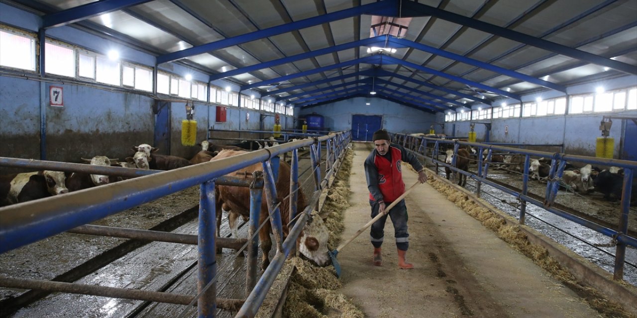 Tokatlı çiftçi TKDK'nin hibe desteğinde 100 büyükbaş hayvanla besiciliğe başladı