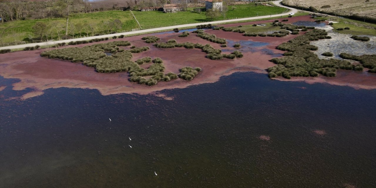 Kızıl eğrelti otları Kızılırmak Delta'sında su yüzeylerini kapladı