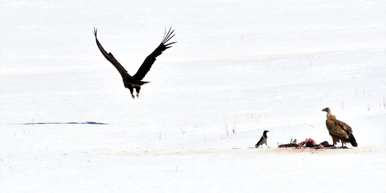 Kars'ta kara ve kızıl akbabalar ile kurt av başında görüntülendi