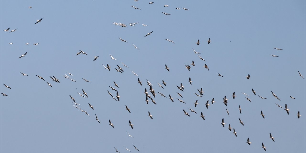 Tekirdağ'da göç eden pelikanlar görüntülendi