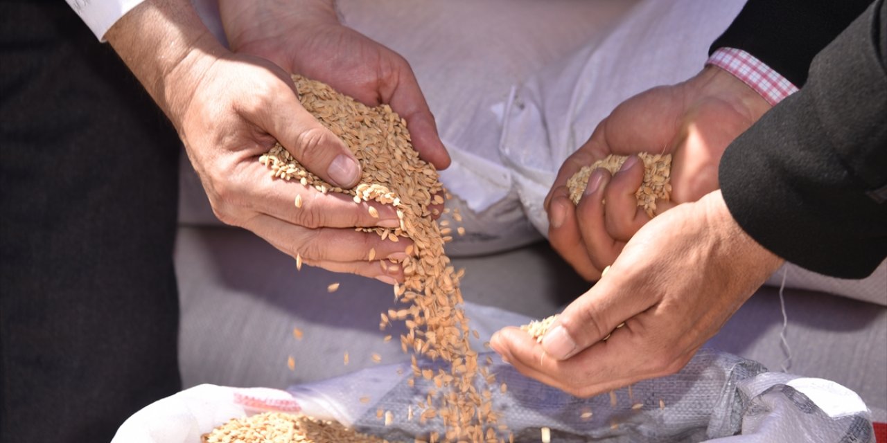 Şanlıurfa'da çiftçilere 11 ton sertifikalı çeltik tohumu dağıtıldı