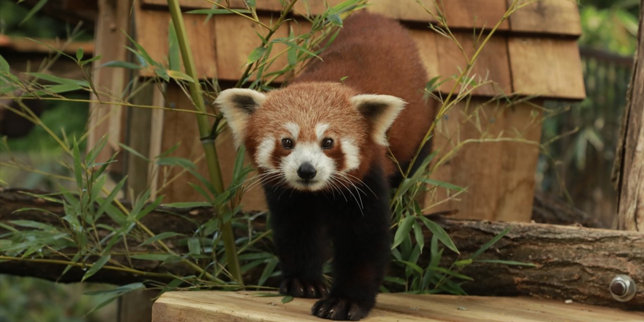 Paris'teki hayvanat bahçesi, nesli tükenme tehlikesi altındaki kızıl pandaya yuva oldu