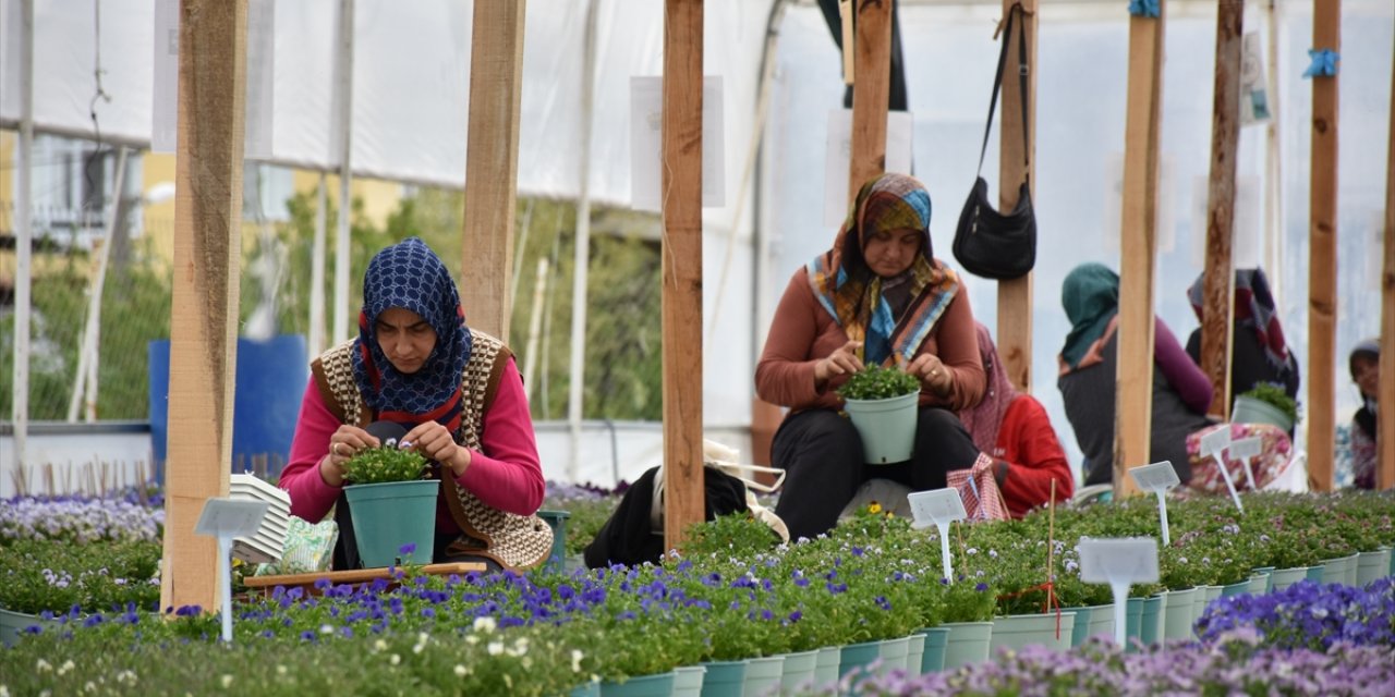 Uludağ'ın eteklerinde kadınların ürettiği tohumlar Japonya'da çiçek açıyor