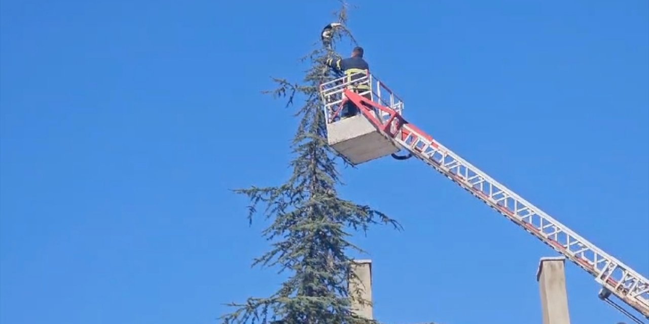 Çorum'da 15 metrelik ağaçta mahsur kalan kediyi itfaiye kurtardı