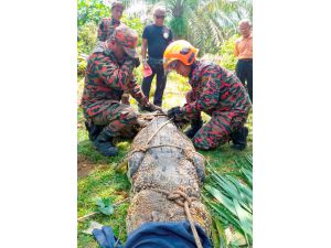 Malezya'da 4 metre uzunluğunda timsah bulundu