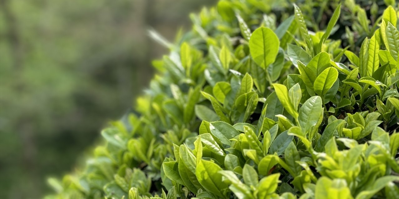 Rize Ticaret Borsası 2,5 yaprak yaş çayı 70 liradan satın alacak
