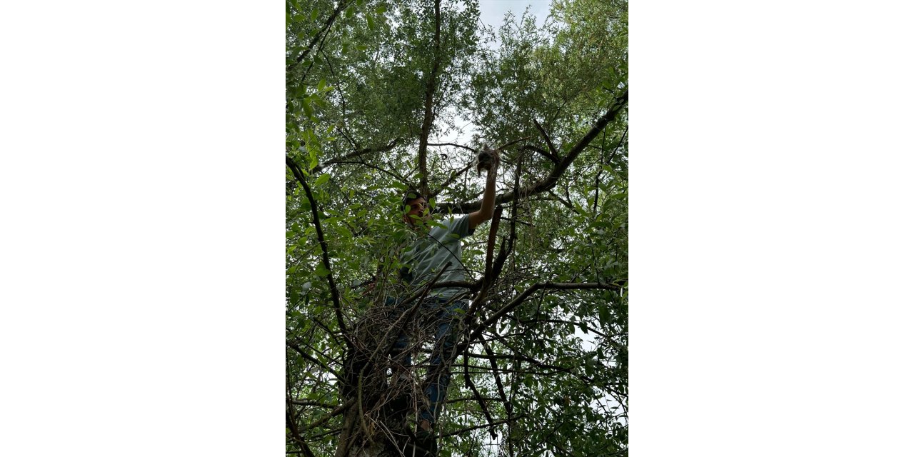 Bilecik'te nehir kıyısındaki ağaçta balık ağına takılan sincap kurtarıldı