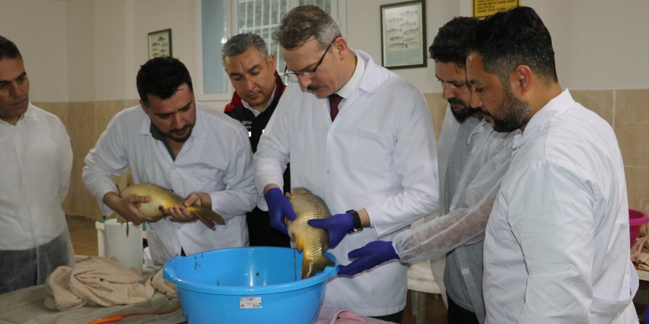 Adana'da yavru sazan üretim sezonu sağımla başladı