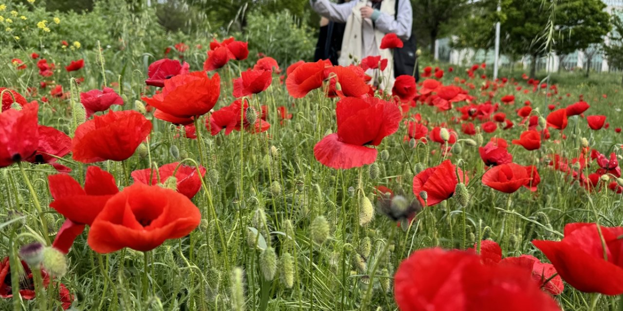 Tekirdağ'da gelincik tarlaları fotoğrafların doğal fonu oluyor