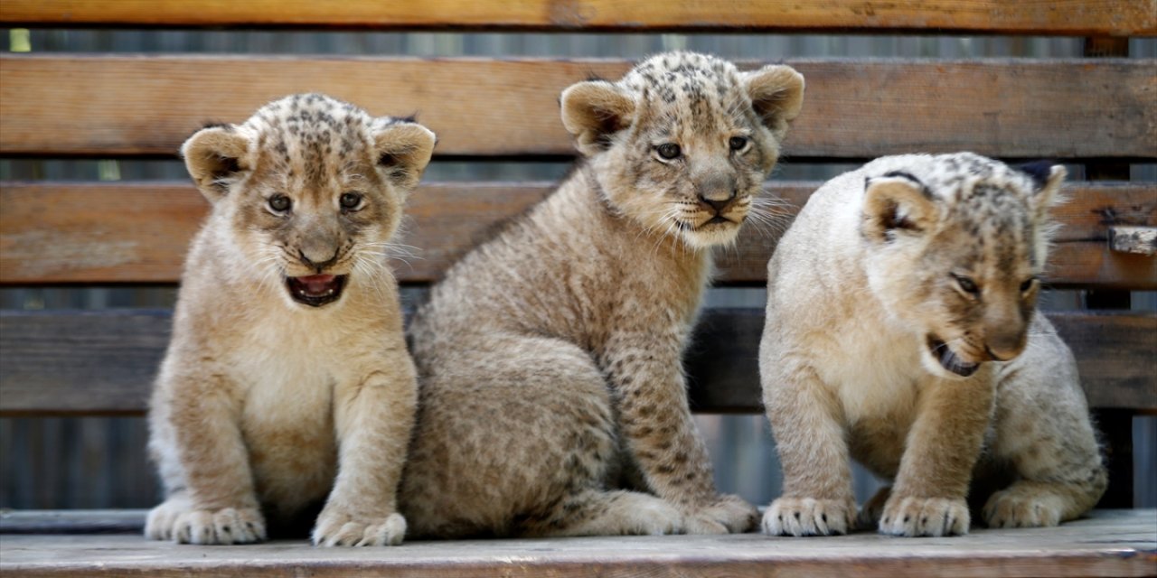 Antalya'da dünyaya gelen üç aslan yavrusuna Galatasaraylı isim önerileri