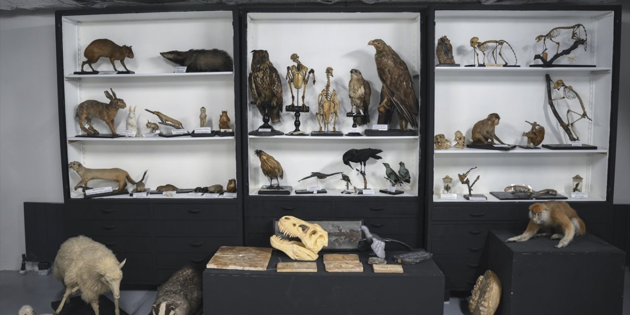 İstanbul Üniversitesi Zooloji Koleksiyonu, binlerce canlı türünü görme imkanı sunuyor