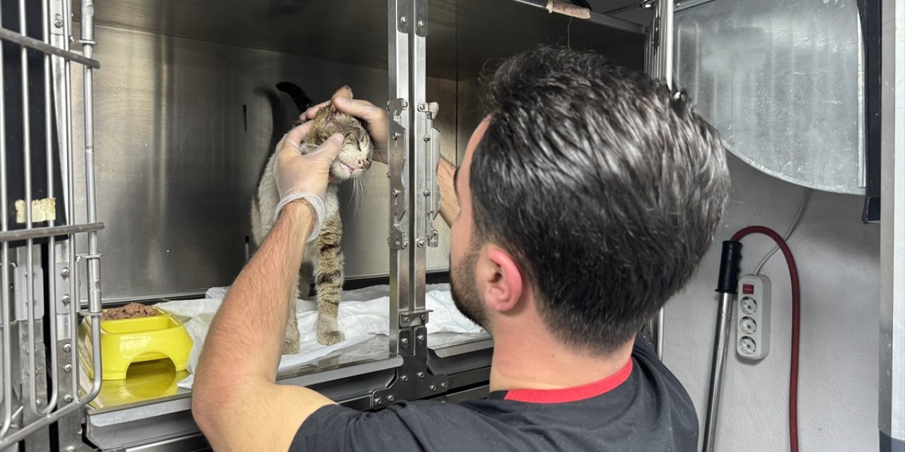 Zonguldak'ta veterinerin kapısına gelen sahipsiz hasta kedi tedaviye alındı