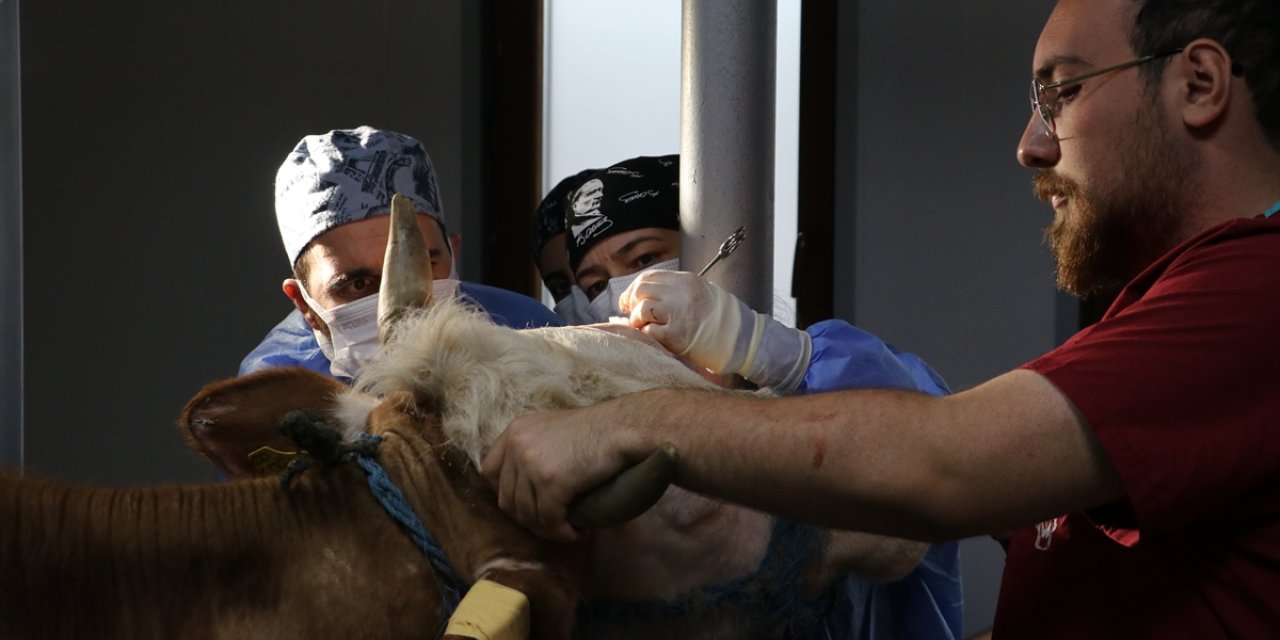 Kastamonu'da üreticilerin büyükbaş hayvanlarını akademisyenler sağlığına kavuşturuyor