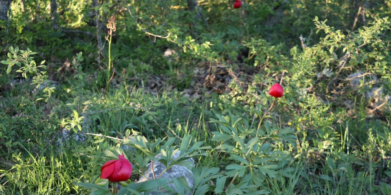 Karabük'te koruma altındaki "ayı gülü" çiçek açtı