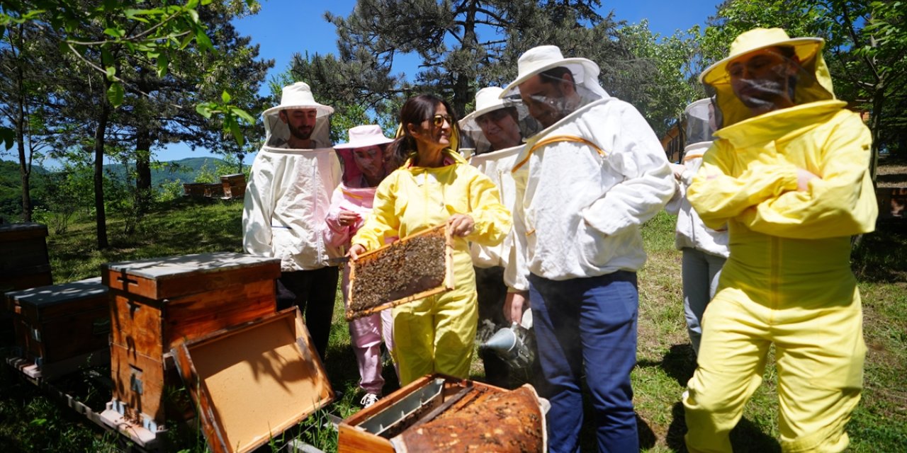 Toz taşınımı bal arılarının iletişimlerini, yön duygularını ve besin kaynaklarını olumsuz etkiledi