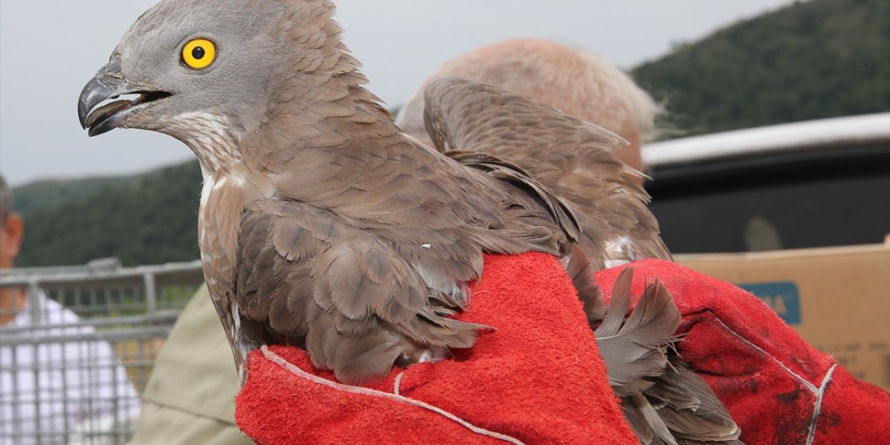 Hatay'da yaralı halde bulunan yabani kuşlar tedavi edilip doğaya salındı