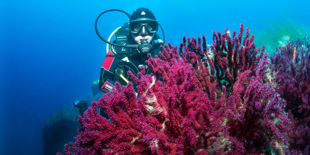 Nesli tehlike altındaki Ayvalık'ın kırmızı mercanları görüntülendi