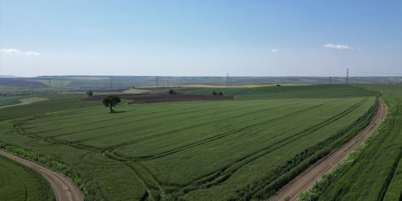 Tekirdağ'da 10 yılda 5 buğday ve 8 yem bitkisi tohumu ıslah edildi