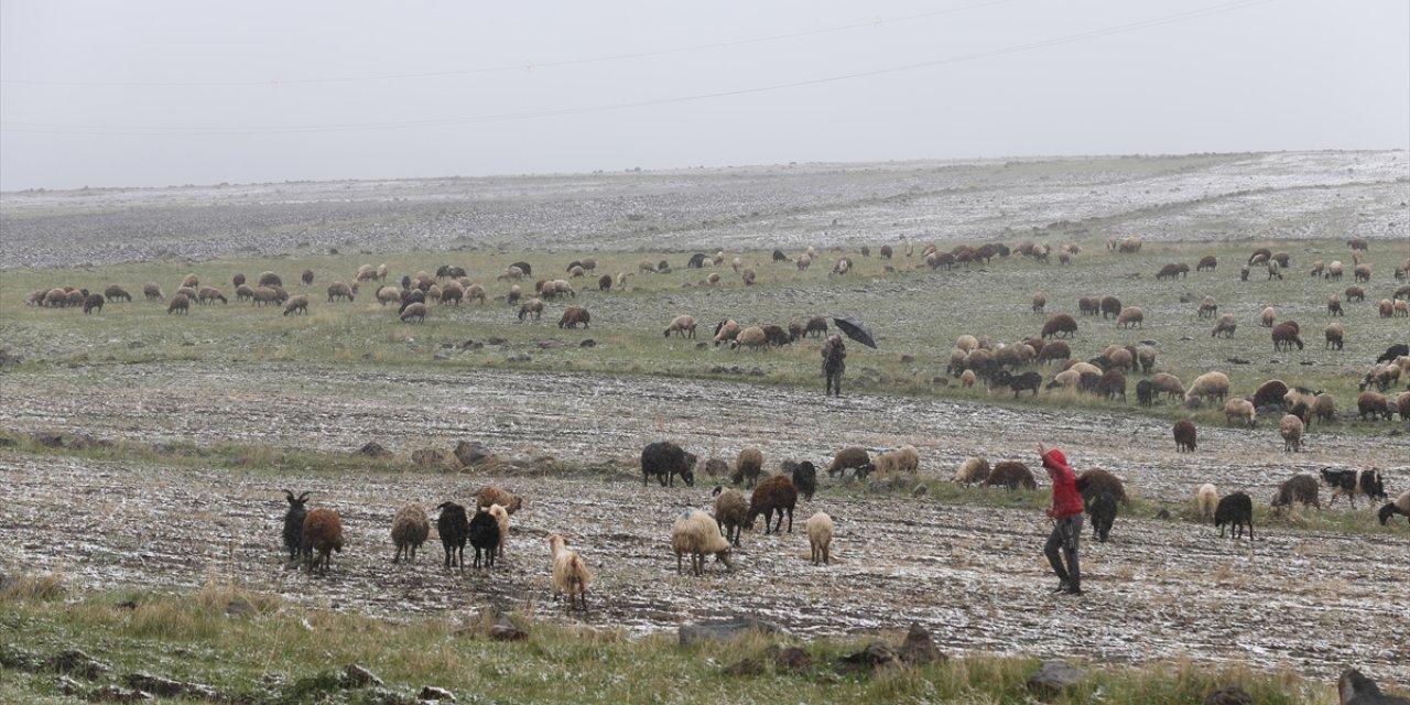 Kars ve Ağrı'da besiciler kar yağışına hazırlıksız yakalandı