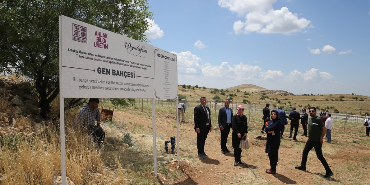 Mardin'de tarihi manastırın bahçesindeki üretimle asırlık üzümlerin geni korunacak