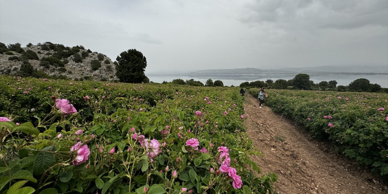 Burdur Gölü'nün kenarında "Gül Yolu" projesi başlatıldı