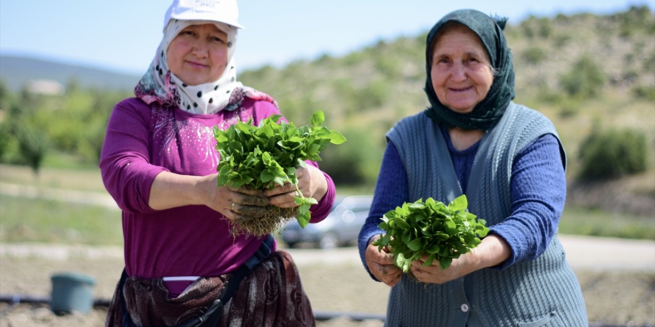 Bilecik'in tescilli Çukurören biberinin fideleri toprakla buluşuyor