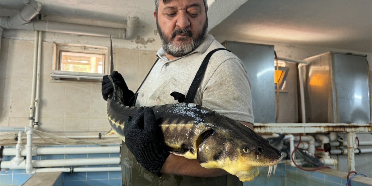 Bolu'daki su ürünleri istasyonunda ilk kez mersin balığı üretimi yapıldı