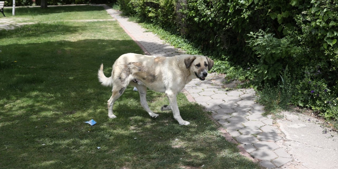 Eskişehir'in Odunpazarı ilçesinde sahipsiz köpekler mahalleliyi tedirgin ediyor