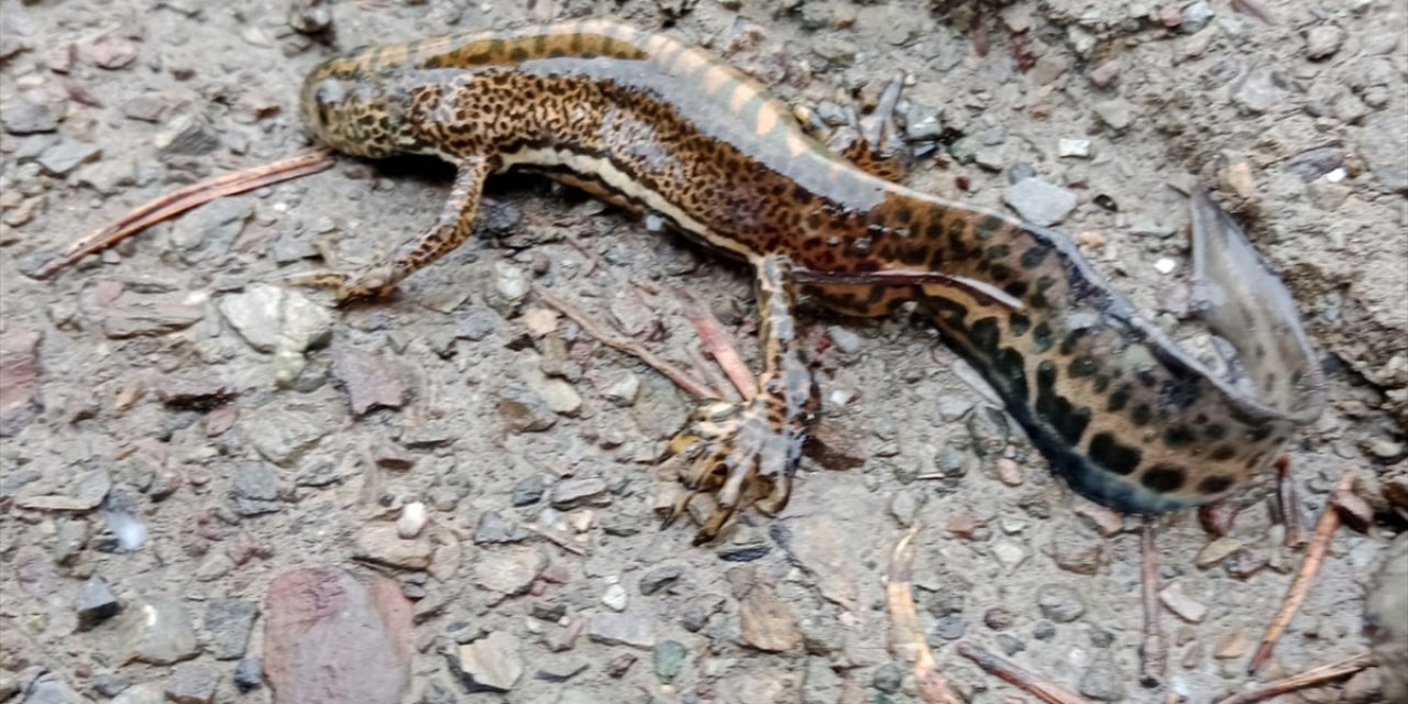 Ilgaz Dağı'nda "Anadolu şeritli semenderi" görüntülendi