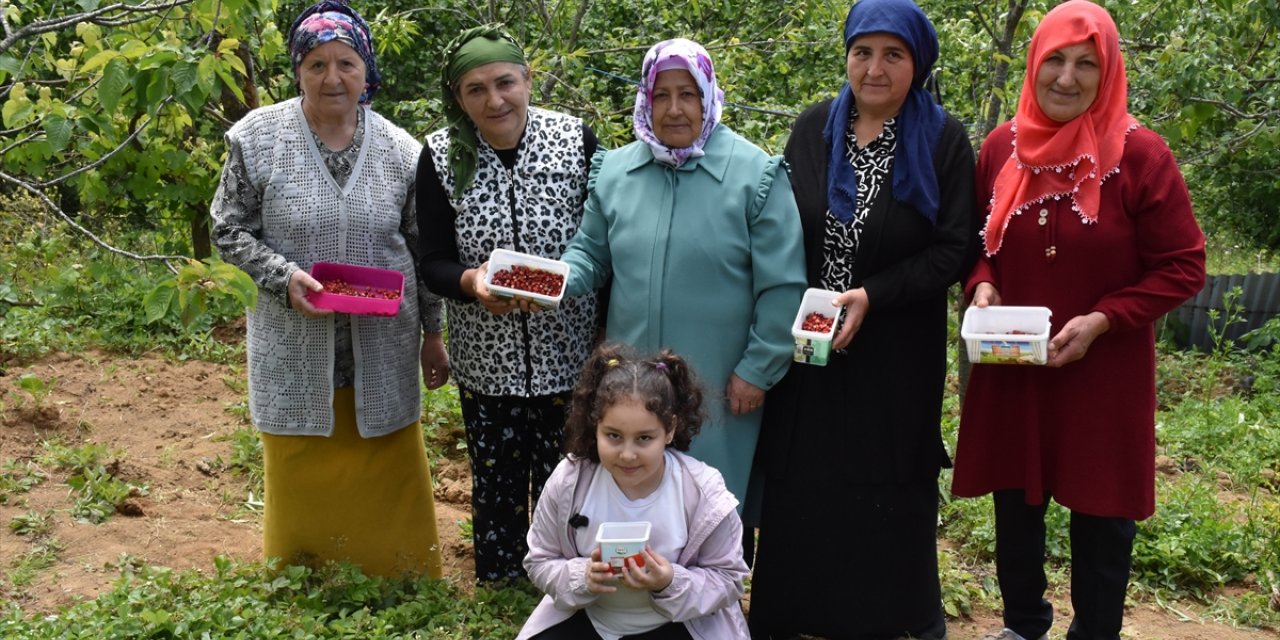 Karadenizli kadınlar topladıkları dağ çileğinden para kazanıyor