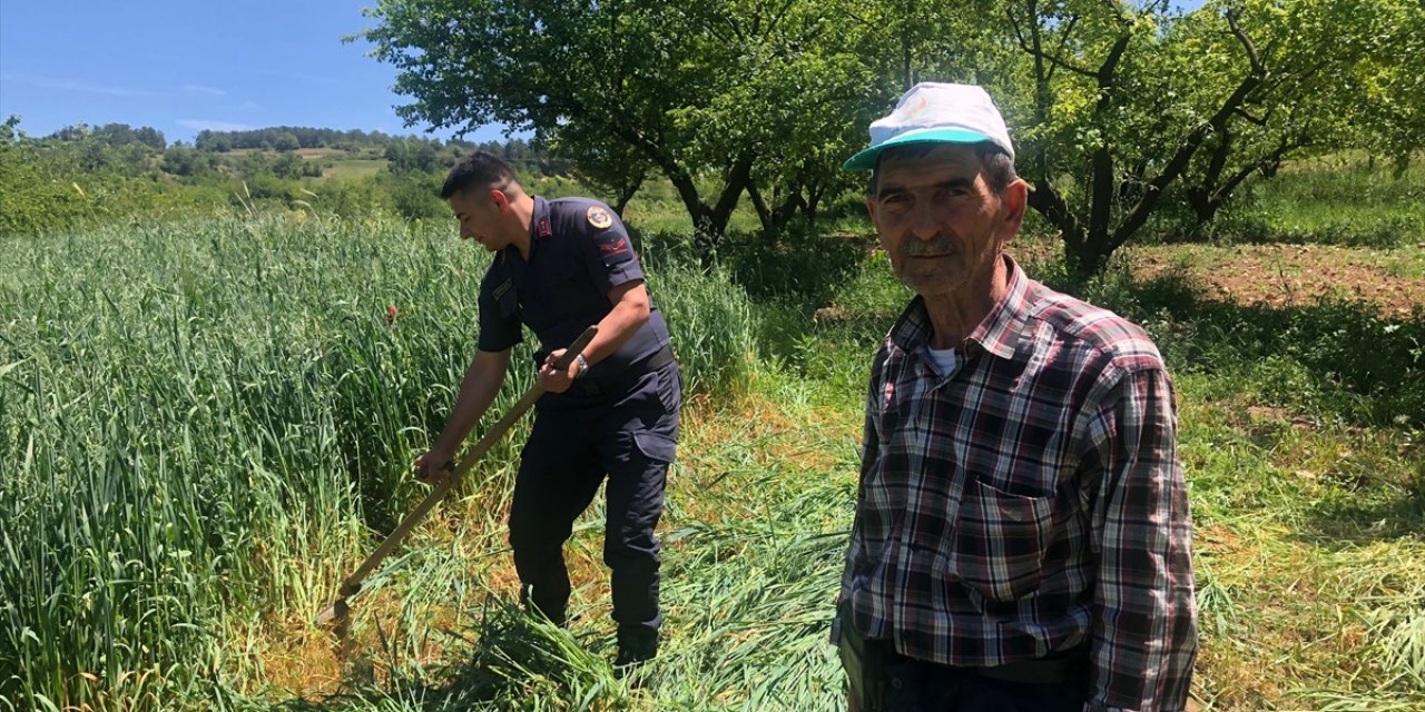 Bilecik'te çiftçinin yorgunluğunu gören jandarma tırpanla ot biçti