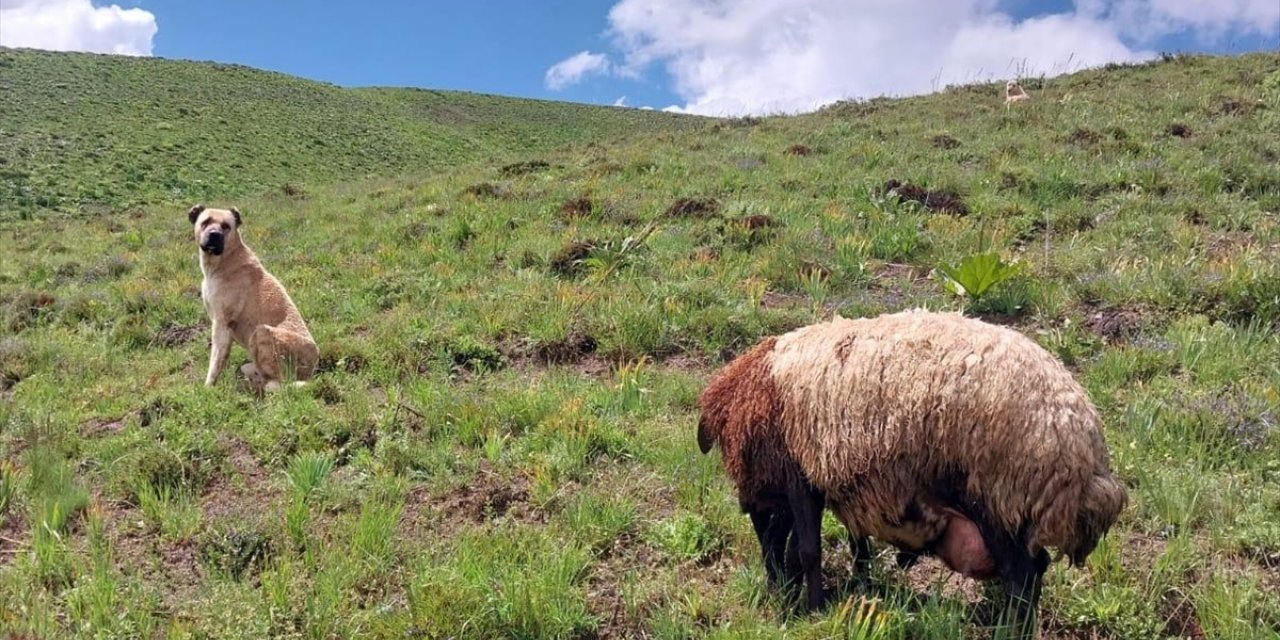 Erzurum'da kayıp Kangal köpeği, arazide doğum yapan koyunla yavrusunu korurken bulundu