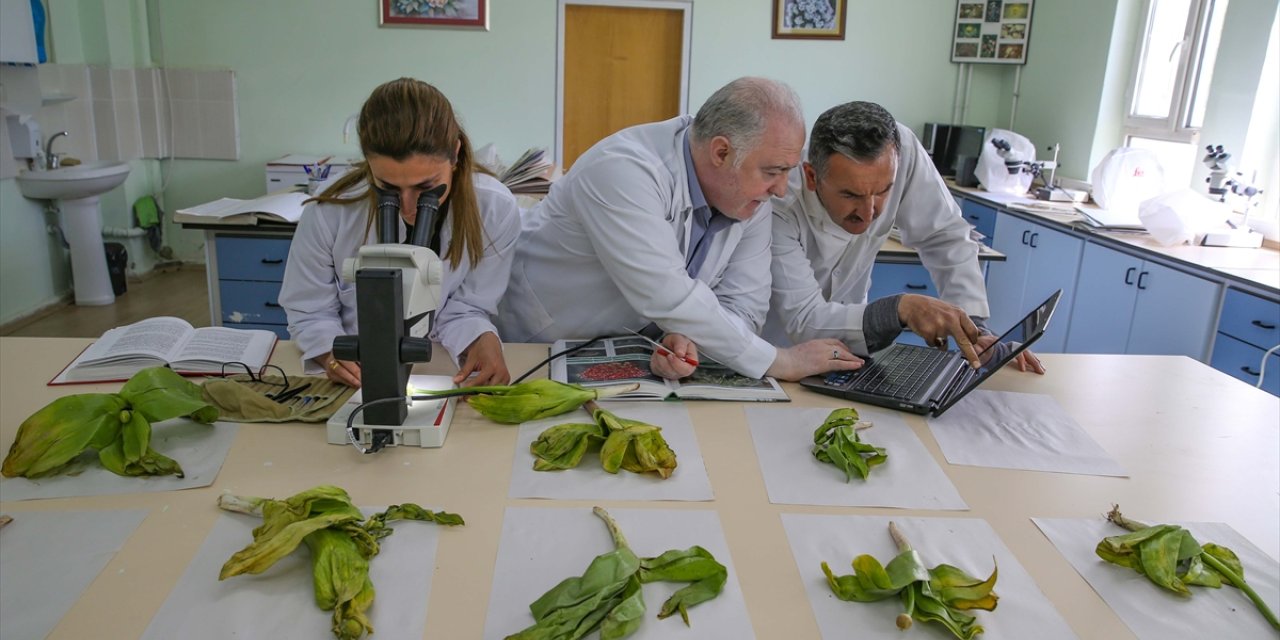 Biyokaçakçıların hedefindeki "dev soğan" bitkileri bilim insanlarının korumasında