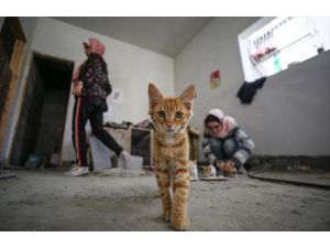 Gazze'de sokak kedileri emin ellerde