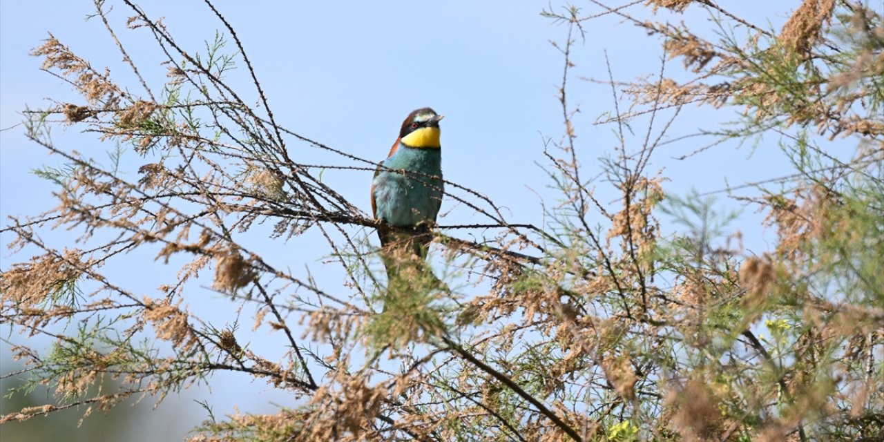 Sınırın renkli misafiri arı kuşu yavrularını büyütmeye hazırlanıyor