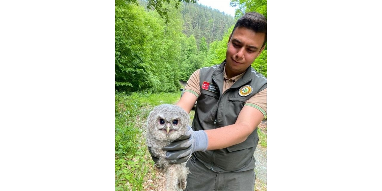 Kargı ormanlarında bulunan yavru baykuş koruma altına alındı