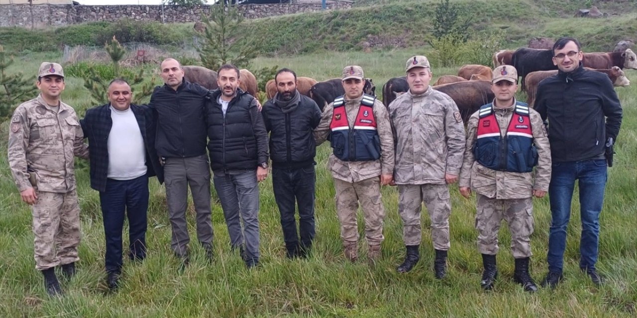 Kars'ta çalınan 12 büyükbaş hayvan Ardahan'da bulundu