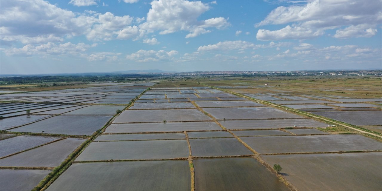 Edirne'de çeltik ekiminde sona gelindi