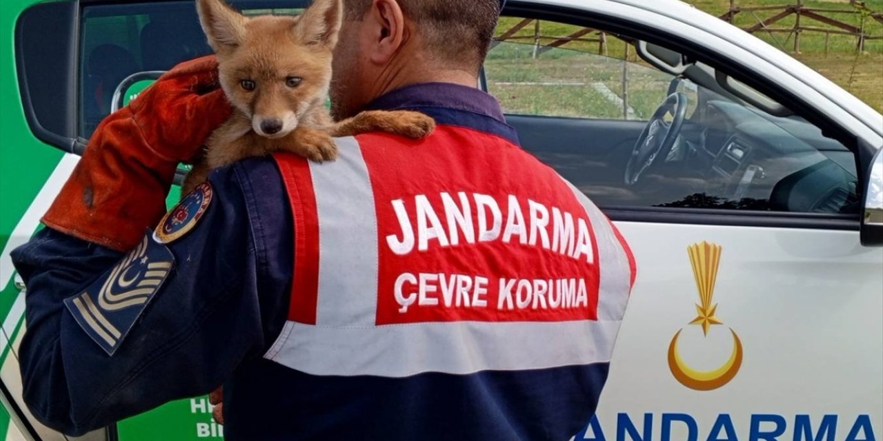 Jandarmanın bulduğu yavru tilkinin karnı doyuruldu bulunduğu bölgeye bırakıldı