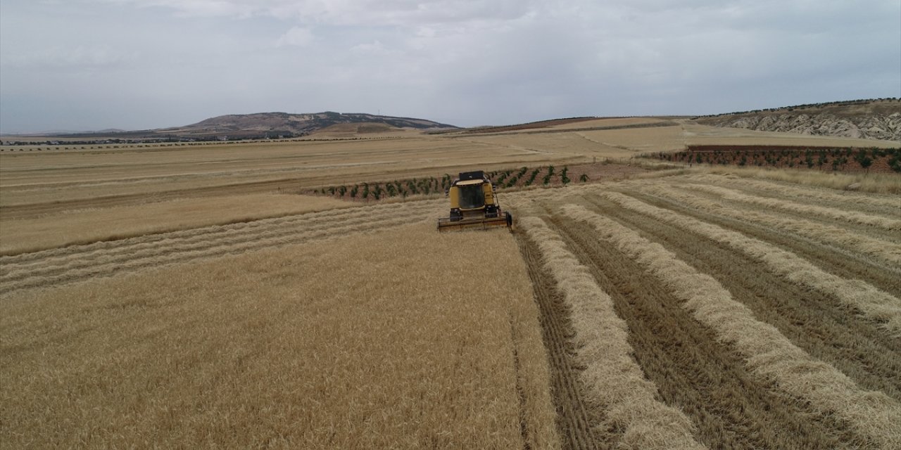 Adıyaman'da sezonun ilk arpa hasadı yapıldı